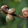 Raudonasis ąžuolas - Quercus rubra | Fotografijos autorius : Gintautas Steiblys | © Macrogamta.lt | Šis tinklapis priklauso bendruomenei kuri domisi makro fotografija ir fotografuoja gyvąjį makro pasaulį.