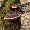 Raudonkraštė pintainė | Red belt conk | Fomitopsis pinicola | Fotografijos autorius : Darius Baužys | © Macrogamta.lt | Šis tinklapis priklauso bendruomenei kuri domisi makro fotografija ir fotografuoja gyvąjį makro pasaulį.