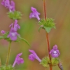 Raudonoji aklė - Galeopsis ladanum | Fotografijos autorius : Kęstutis Obelevičius | © Macrogamta.lt | Šis tinklapis priklauso bendruomenei kuri domisi makro fotografija ir fotografuoja gyvąjį makro pasaulį.