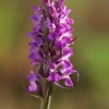 Raudonoji gegūnė - Dactylorhiza incarnata | Fotografijos autorius : Zita Gasiūnaitė | © Macrogamta.lt | Šis tinklapis priklauso bendruomenei kuri domisi makro fotografija ir fotografuoja gyvąjį makro pasaulį.