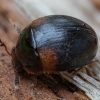 Raudonpetis kerpvabalis - Anisotoma humeralis | Fotografijos autorius : Žilvinas Pūtys | © Macrogamta.lt | Šis tinklapis priklauso bendruomenei kuri domisi makro fotografija ir fotografuoja gyvąjį makro pasaulį.