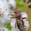 Raudonpilvė kampuotblakė | Fotografijos autorius : Darius Baužys | © Macrogamta.lt | Šis tinklapis priklauso bendruomenei kuri domisi makro fotografija ir fotografuoja gyvąjį makro pasaulį.