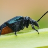 Raudonpilvis eglėlindis - Gaurotes virginea | Fotografijos autorius : Gintautas Steiblys | © Macrogamta.lt | Šis tinklapis priklauso bendruomenei kuri domisi makro fotografija ir fotografuoja gyvąjį makro pasaulį.