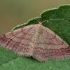 Raudonsparnis sprindžiukas - Scopula rubiginata | Fotografijos autorius : Gintautas Steiblys | © Macrogamta.lt | Šis tinklapis priklauso bendruomenei kuri domisi makro fotografija ir fotografuoja gyvąjį makro pasaulį.