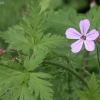 Raudonstiebis snaputis - Geranium robertianum | Fotografijos autorius : Vytautas Gluoksnis | © Macrogamta.lt | Šis tinklapis priklauso bendruomenei kuri domisi makro fotografija ir fotografuoja gyvąjį makro pasaulį.