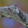 Raudonuodegis verpikas - Calliteara pudibunda | Fotografijos autorius : Arūnas Eismantas | © Macrogamta.lt | Šis tinklapis priklauso bendruomenei kuri domisi makro fotografija ir fotografuoja gyvąjį makro pasaulį.