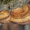 Rauplėtasis vingurėlis - Daedaleopsis confragosa | Fotografijos autorius : Gintautas Steiblys | © Macrogamta.lt | Šis tinklapis priklauso bendruomenei kuri domisi makro fotografija ir fotografuoja gyvąjį makro pasaulį.