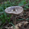 Rausvarudė musmirė - Amanita porphyria | Fotografijos autorius : Vytautas Gluoksnis | © Macrogamta.lt | Šis tinklapis priklauso bendruomenei kuri domisi makro fotografija ir fotografuoja gyvąjį makro pasaulį.