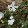 Rausvasis katarantas - Catharanthus roseus | Fotografijos autorius : Vytautas Tamutis | © Macrogamta.lt | Šis tinklapis priklauso bendruomenei kuri domisi makro fotografija ir fotografuoja gyvąjį makro pasaulį.