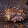 Rausvasparnė skydblakė - Carpocoris purpureipennis | Fotografijos autorius : Žilvinas Pūtys | © Macrogamta.lt | Šis tinklapis priklauso bendruomenei kuri domisi makro fotografija ir fotografuoja gyvąjį makro pasaulį.