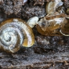 Rayed Glass snail - Perpolita hammonis | Fotografijos autorius : Kazimieras Martinaitis | © Macronature.eu | Macro photography web site