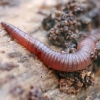 Red Earthworm - Lumbricus rubellus (juv.)  | Fotografijos autorius : Gintautas Steiblys | © Macronature.eu | Macro photography web site
