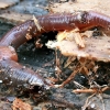 Red Earthworm - Lumbricus rubellus  | Fotografijos autorius : Gintautas Steiblys | © Macronature.eu | Macro photography web site