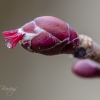 Red Filbert nut - Corylus avellana 'Fuscorubra' | Fotografijos autorius : Darius Baužys | © Macronature.eu | Macro photography web site