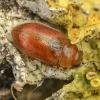 Red marsh ladybird - Coccidula rufa | Fotografijos autorius : Kazimieras Martinaitis | © Macrogamta.lt | Šis tinklapis priklauso bendruomenei kuri domisi makro fotografija ir fotografuoja gyvąjį makro pasaulį.