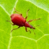 Red Rumex Weevil | Apion frumentarium | Fotografijos autorius : Darius Baužys | © Macronature.eu | Macro photography web site