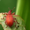 Red Rumex Weevil - Apion frumentarium | Fotografijos autorius : Vidas Brazauskas | © Macronature.eu | Macro photography web site