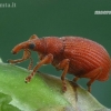 Red Rumex Weevil - Apion frumentarium | Fotografijos autorius : Gintautas Steiblys | © Macronature.eu | Macro photography web site