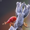 Red Rumex Weevil - Apion frumentarium | Fotografijos autorius : Agnė Našlėnienė | © Macronature.eu | Macro photography web site
