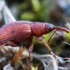 Red Rumex Weevil - Apion frumentarium | Fotografijos autorius : Oskaras Venckus | © Macronature.eu | Macro photography web site