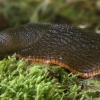 Red Slug - Arion rufus  | Fotografijos autorius : Gintautas Steiblys | © Macronature.eu | Macro photography web site
