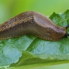 Red Slug - Arion rufus juv. | Fotografijos autorius : Gintautas Steiblys | © Macronature.eu | Macro photography web site
