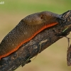 Red Slug - Arion rufus | Fotografijos autorius : Gintautas Steiblys | © Macronature.eu | Macro photography web site