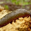 Red Slug - Arion rufus | Fotografijos autorius : Romas Ferenca | © Macronature.eu | Macro photography web site