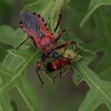 Red assassin bug - Rhynocoris iracundus | Fotografijos autorius : Gintautas Steiblys | © Macronature.eu | Macro photography web site