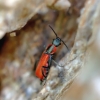 Red malachite beetle - Anthocomus rufus  | Fotografijos autorius : Kazimieras Martinaitis | © Macronature.eu | Macro photography web site
