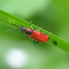 Red malachite beetle - Anthocomus rufus | Fotografijos autorius : Romas Ferenca | © Macronature.eu | Macro photography web site