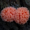 Red raspberry slime mold - Tubifera ferruginosa | Fotografijos autorius : Eglė Vičiuvienė | © Macronature.eu | Macro photography web site