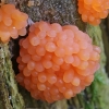 Red raspberry slime mould - Tubifera ferruginosa  | Fotografijos autorius : Gintautas Steiblys | © Macronature.eu | Macro photography web site