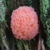 Red raspberry slime mould - Tubifera ferruginosa | Fotografijos autorius : Vytautas Gluoksnis | © Macronature.eu | Macro photography web site
