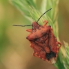 Red shield bug - Carpocoris mediterraneus  | Fotografijos autorius : Gintautas Steiblys | © Macronature.eu | Macro photography web site