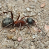 Red-barbed ant - Formica rufibarbis, worker | Fotografijos autorius : Gintautas Steiblys | © Macronature.eu | Macro photography web site