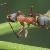 Red-barbed ant - Formica rufibarbis | Fotografijos autorius : Gintautas Steiblys | © Macronature.eu | Macro photography web site