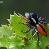 Red-bellied jumping spider - Philaeus chrysops, male | Fotografijos autorius : Gintautas Steiblys | © Macrogamta.lt | Šis tinklapis priklauso bendruomenei kuri domisi makro fotografija ir fotografuoja gyvąjį makro pasaulį.