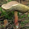 Red-cracking bolete - Xerocomellus chrysenteron | Fotografijos autorius : Gintautas Steiblys | © Macronature.eu | Macro photography web site