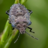 Red-legged shieldbug - Pentatoma rufipes, nymph | Fotografijos autorius : Darius Baužys | © Macronature.eu | Macro photography web site