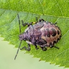 Red-legged shieldbug - Pentatoma rufipes, nymph | Fotografijos autorius : Kazimieras Martinaitis | © Macronature.eu | Macro photography web site