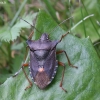 Red-legged shieldbug - Pentatoma rufipes | Fotografijos autorius : Vytautas Gluoksnis | © Macronature.eu | Macro photography web site