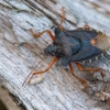 Red-legged shieldbug - Pentatoma rufipes | Fotografijos autorius : Dalia Račkauskaitė | © Macronature.eu | Macro photography web site