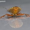 Red-legged shieldbug - Pentatoma rufipes | Fotografijos autorius : Darius Baužys | © Macronature.eu | Macro photography web site