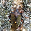 Red-legged shieldbug - Pentatoma rufipes | Fotografijos autorius : Algirdas Vilkas | © Macronature.eu | Macro photography web site