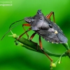 Red-legged shieldbug - Pentatoma rufipes | Fotografijos autorius : Romas Ferenca | © Macronature.eu | Macro photography web site