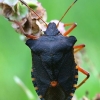 Red-legged shieldbug - Pentatoma rufipes | Fotografijos autorius : Gintautas Steiblys | © Macronature.eu | Macro photography web site