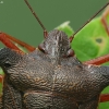 Red-legged shieldbug - Pentatoma rufipes | Fotografijos autorius : Vidas Brazauskas | © Macronature.eu | Macro photography web site