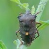 Red-legged shieldbug - Pentatoma rufipes | Fotografijos autorius : Gintautas Steiblys | © Macronature.eu | Macro photography web site