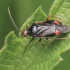 Raudonoji žolblakė - Deraeocoris ruber | Fotografijos autorius : Gintautas Steiblys | © Macronature.eu | Macro photography web site